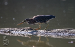 Green Heron