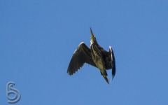 Green Heron