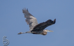 Great Blue Heron