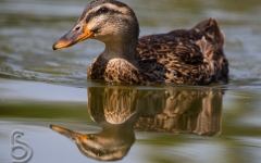 Mallard