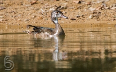 Wood Duck