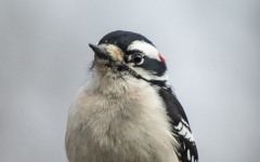 Downy Woodpecker