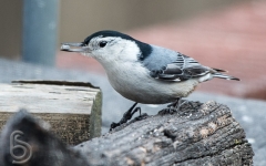 White Breasted Nuthatch