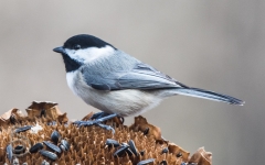 Carolina Chickadee