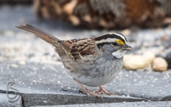 White Throated Sparrow