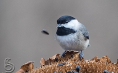 Carolina Chickadee