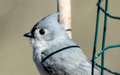 Tufted Titmouse