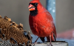 Northern Cardinal