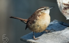 Carolina Wren