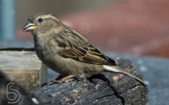 House Sparrow