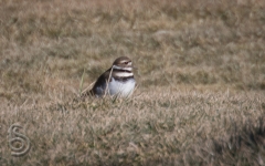 Killdeer