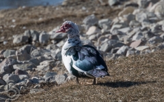 Muscovy Duck Hybrid