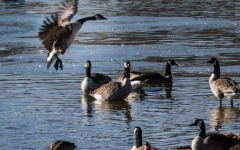 Canada Goose