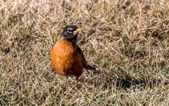 American Robin