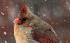 Northern Cardinal (F)