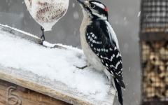 Downy Woodpecker