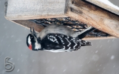 Downy Woodpecker