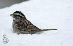 White throated Sparrow