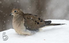 Mourning Dove