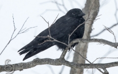 American Crow