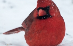 Northern Cardinal