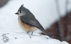 Tufted Titmouse