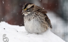 White throated Sparrow