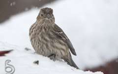 House Finch