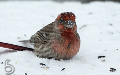 House Finch