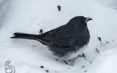 Northern Junco