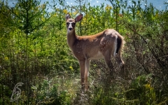 White Tailed Deer