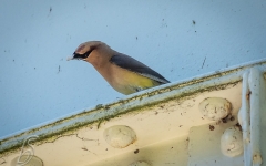 Cedar Waxwing