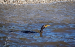 Cormorant