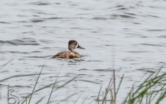 Blue-winged Teal