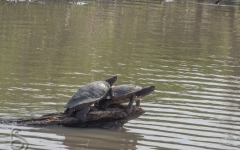 Northern Map Turtle