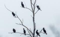 Double Crested Cormorants