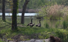 Canada Goose