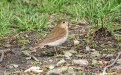 Veery