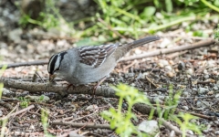 White-crowned Sparrow