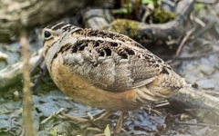 Woodcock