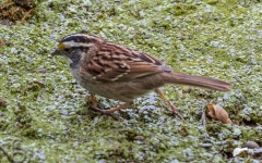 White-throated Sparrow