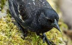 Redwing Blackbird