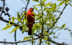 Scarlet Tanager