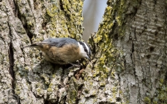 Red-breasted Nuthatch