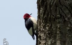 Red-headed Woodpecker