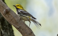 Black-throated green warbler