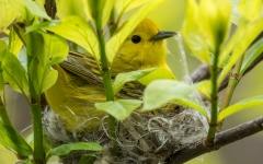 Yellow Warbler on nest