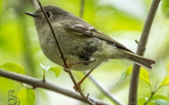 Ruby Crowned Kinglet