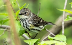 Yellow-rumped warbler