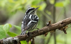 Black & White Warbler